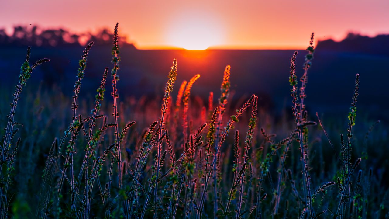Wildflowers at sunset