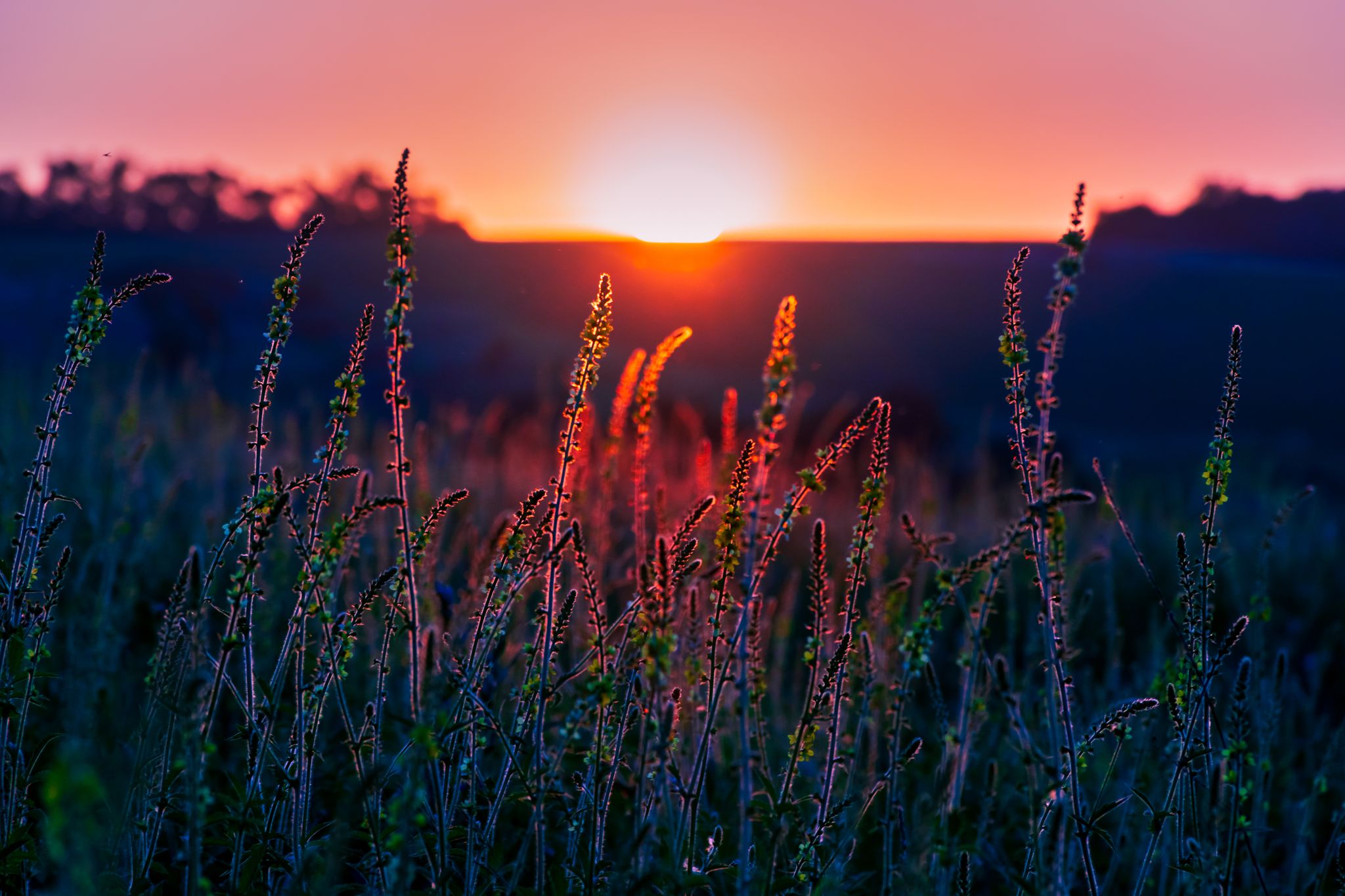 Wildflowers at sunset