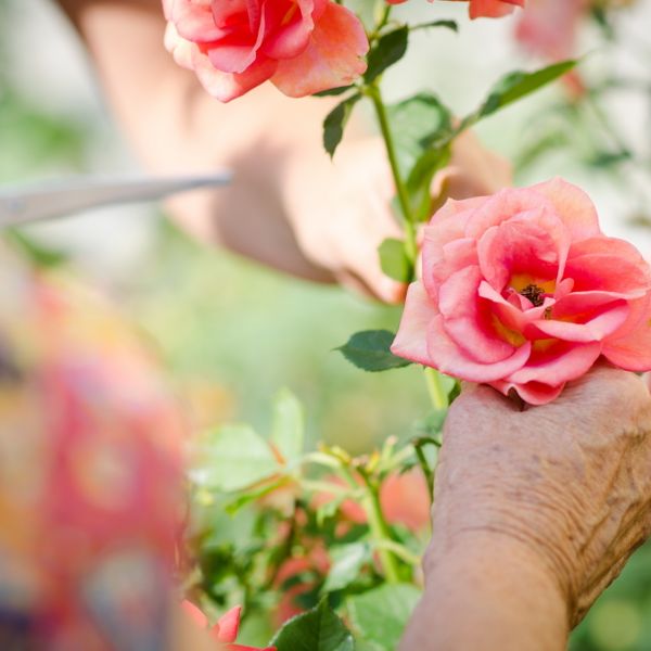 direct-cremation-low-cost-uk-cremations-distinct-cremations