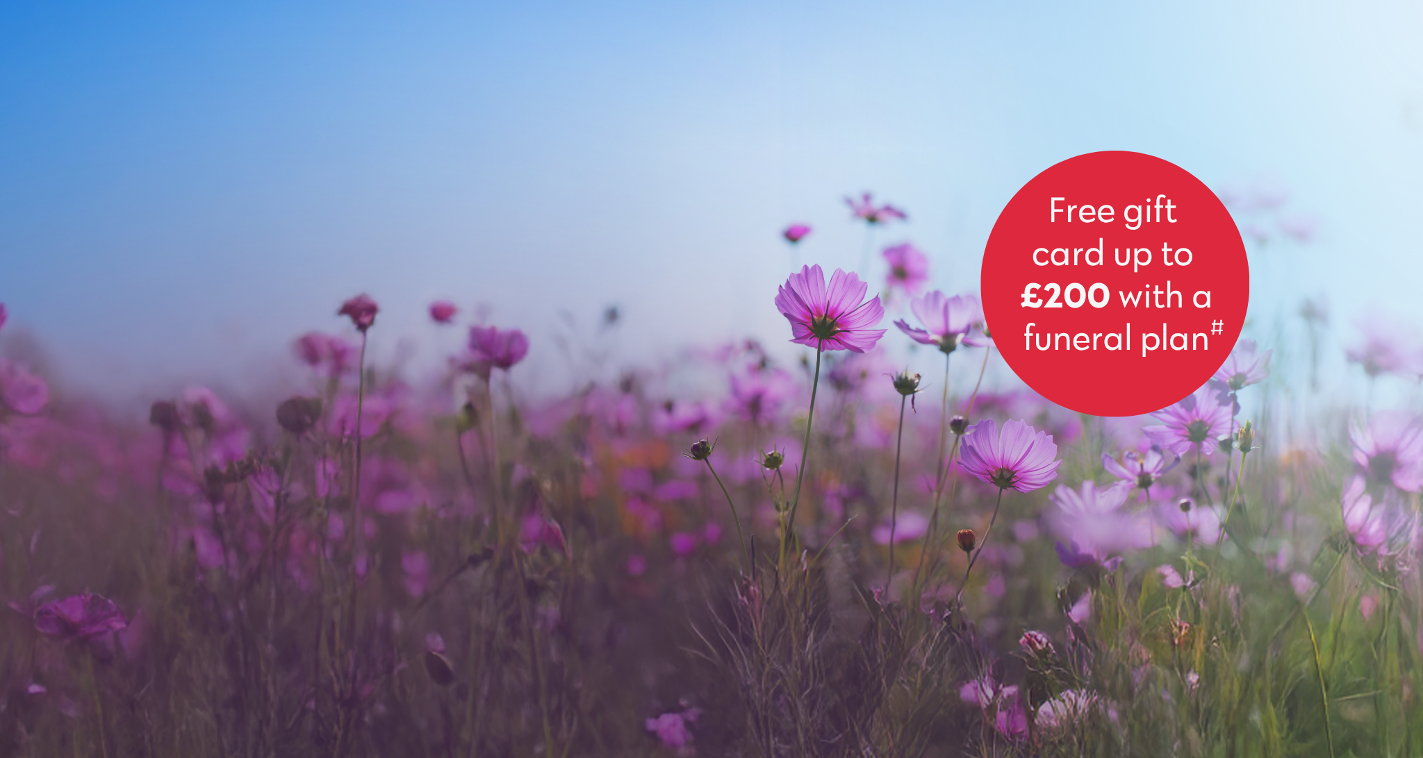 Purple Flowers In Field Desktop Banner