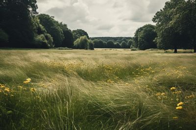 Long Grass In Field