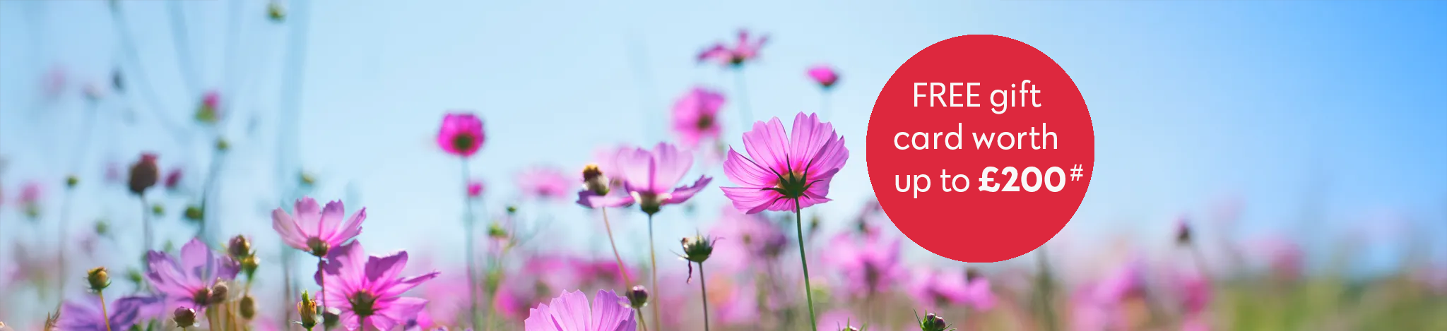 Purple Flowers In Field Mobile Banner