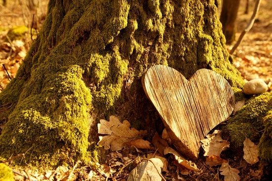 Wooden heart ornament left resting against a tree in remembrance of a loved one buried nearby