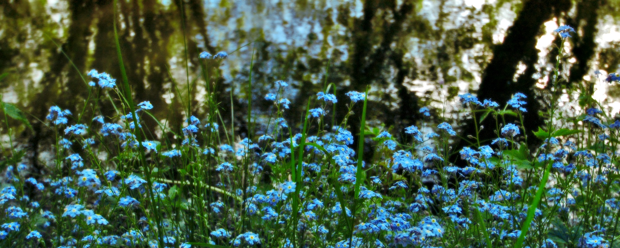 Forget Me Nots By Aldridge Canal