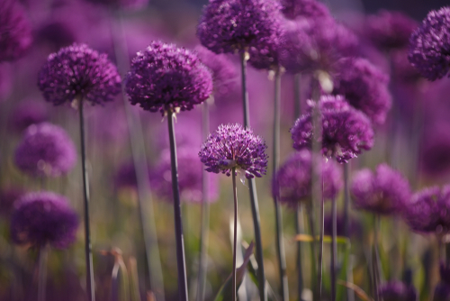 Purple Flowers In Field