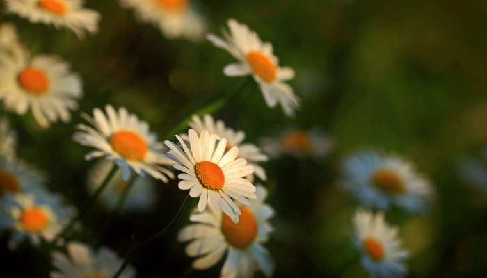 Daisy Flowers In Wild