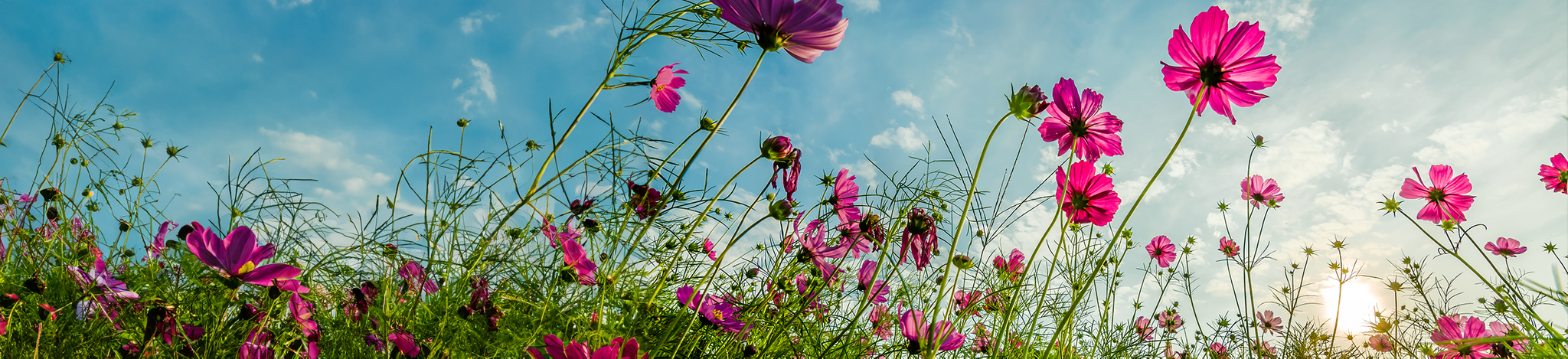 Flowers Banner