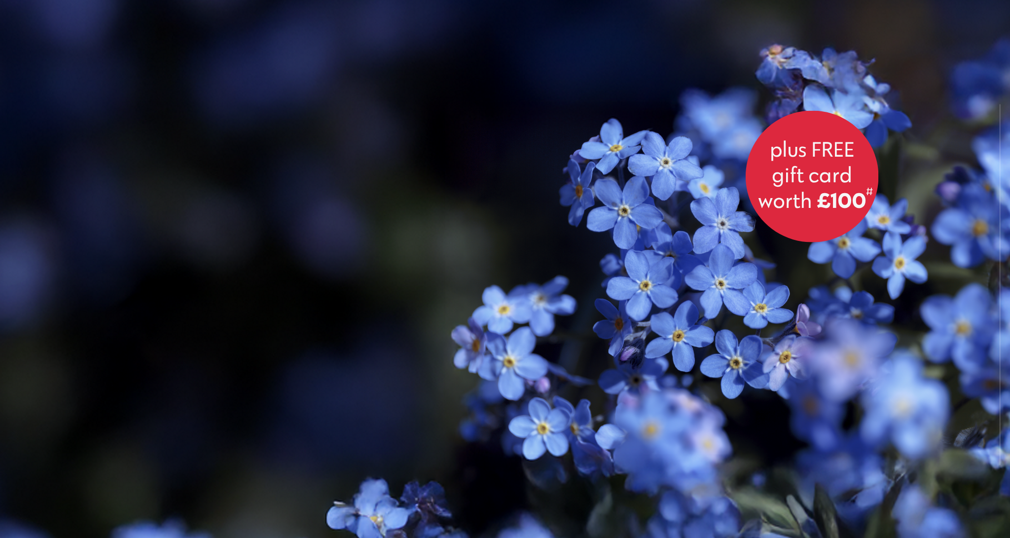 Blue Forget Me Nots Desktop Banner