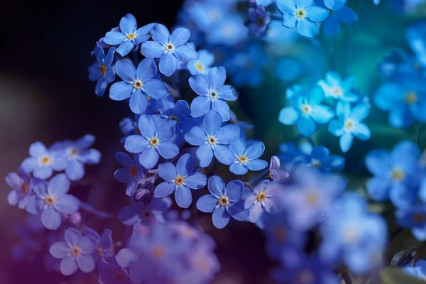 Blue Forget Me Not Flowers