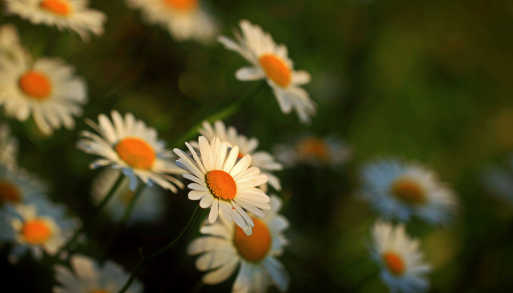 What to do if someone dies in England_ wild flowers