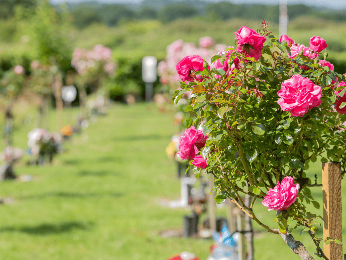 WSV - Wessex Vale Crematorium - Grounds 2