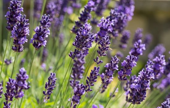 Field of flowering lavender in bloom