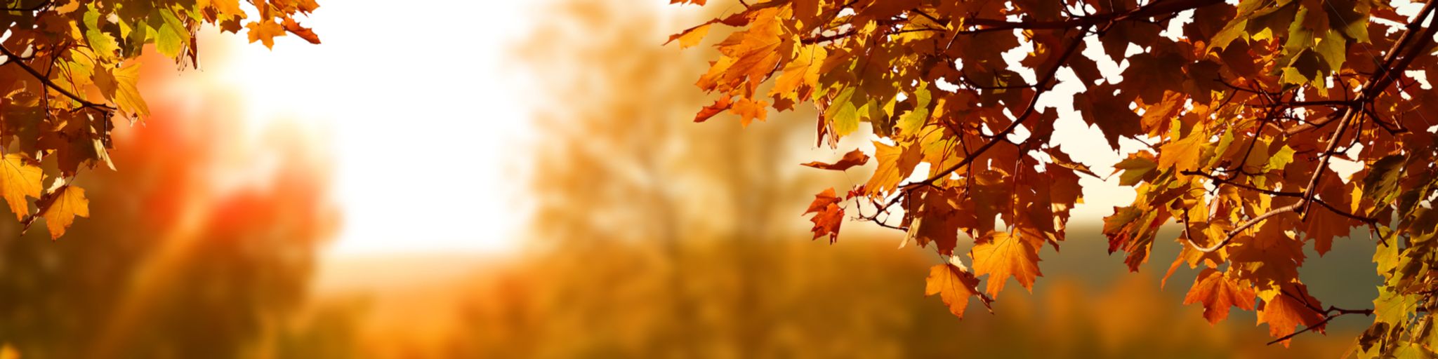 Autumn leaves on a tree while the sun shines bright behind