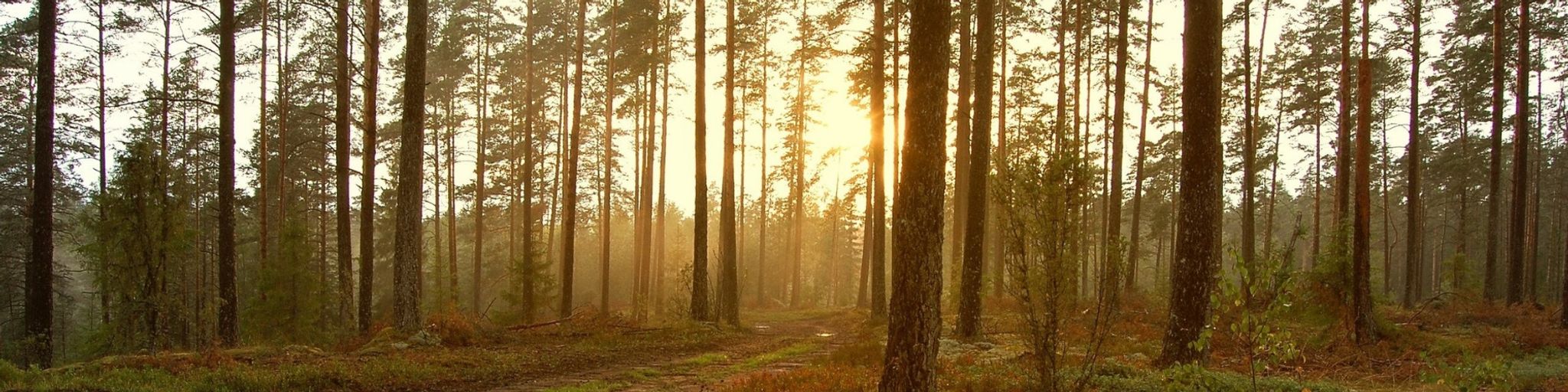 Sunset through the woods