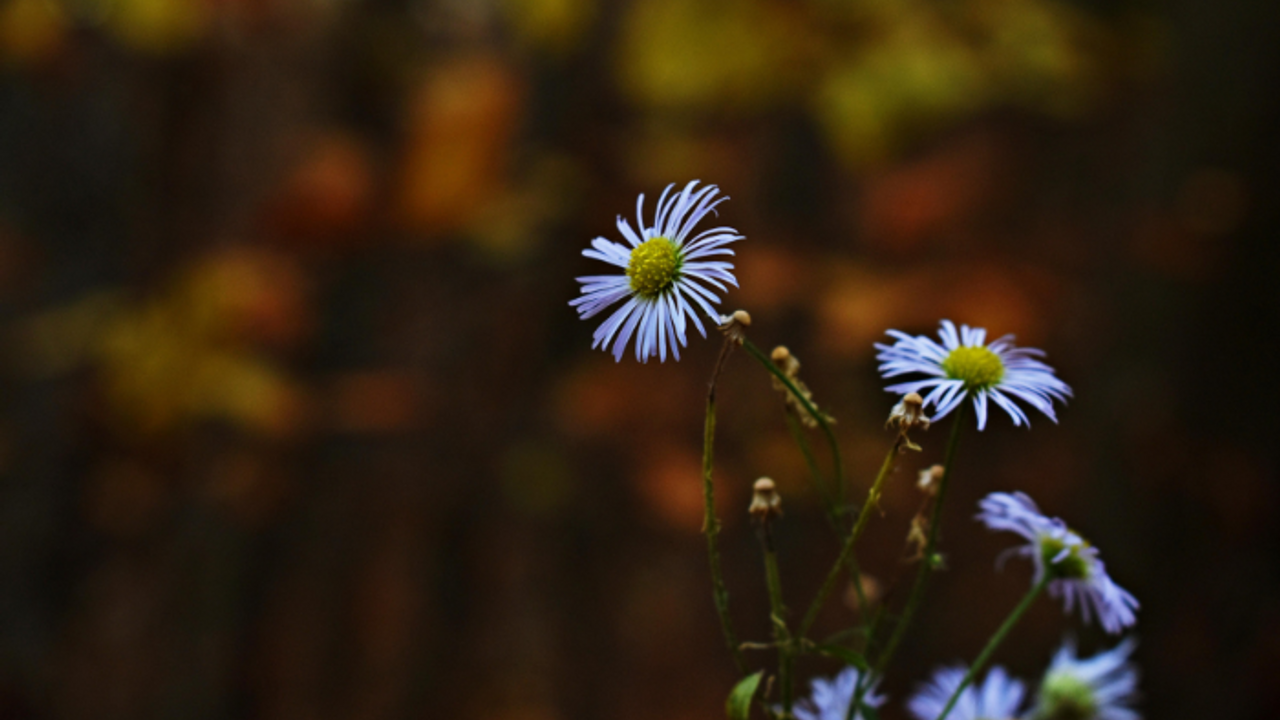 What to do if someone dies in Scotland_ wild flowers