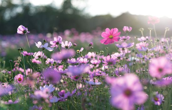 Field of flowers