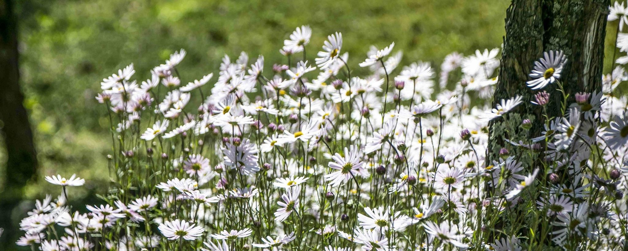 White Flowers In Wild