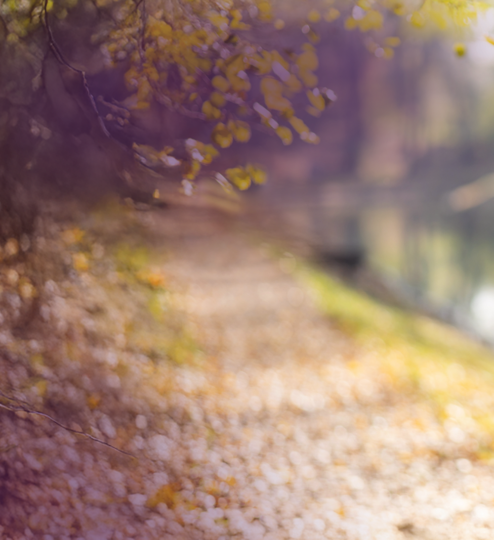 Autumn leaves on path