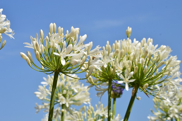 White Agapanthus Flowers With Blue Sky