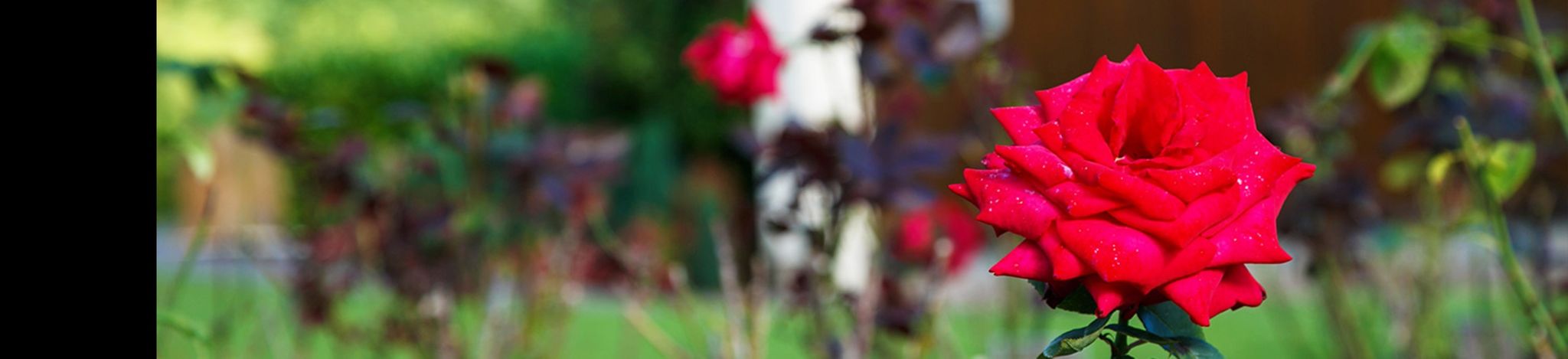 rememberance garden