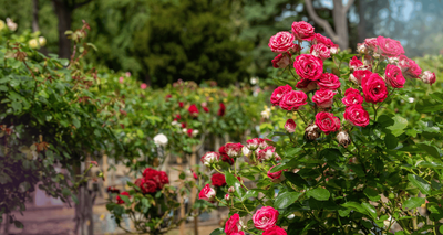NSG - New Southgate Crematorium - DC